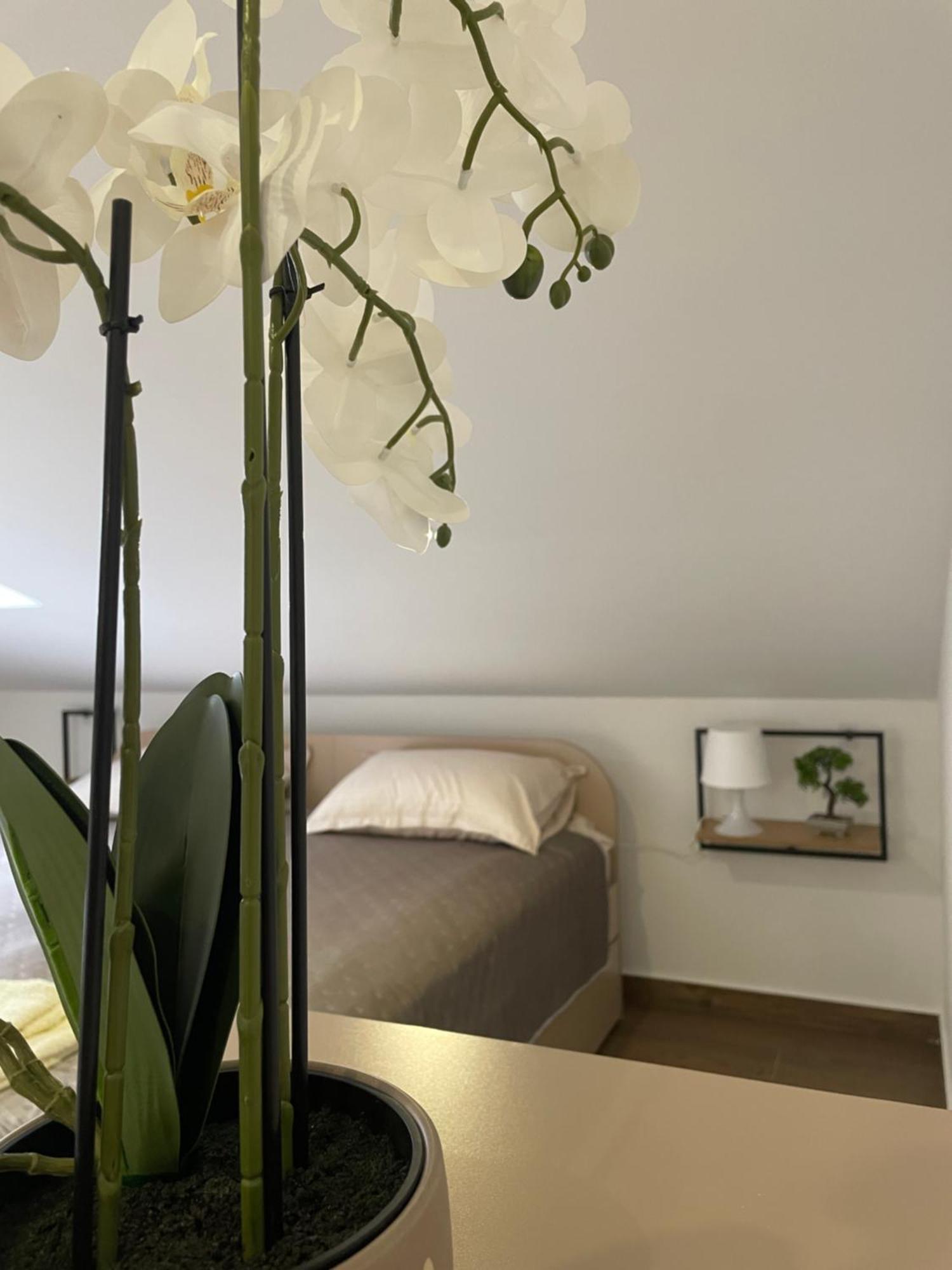 Joy Apartment 6 بلغراد المظهر الخارجي الصورة